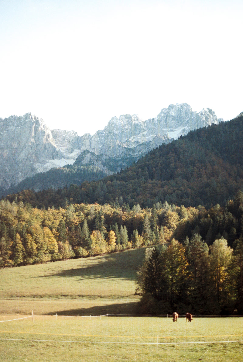 Cows grazing in a field with mountains in the background